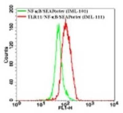 Flow Cytometry: TLR11 Antibody [FITC] [NBP2-24970] - Intracellular analysis of TLR11 in the TLR11 stable cell line using this antibody at 1 ug/10^6 cells (green represents vector control, red represents TLR11 antibody).